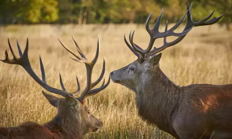 Red deer stag in Bushy Park